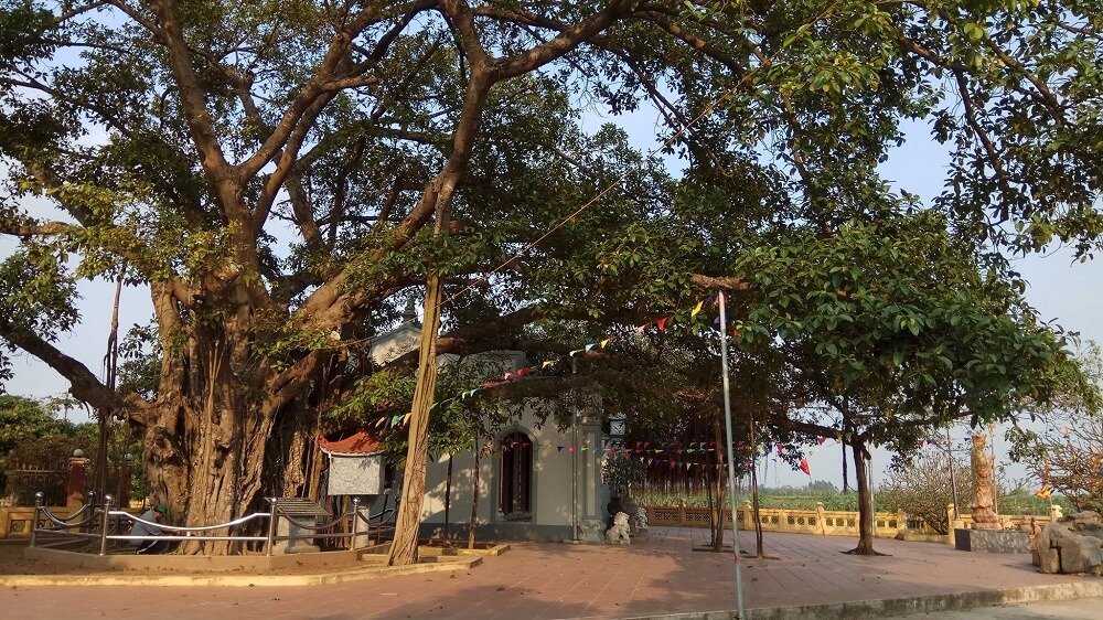 Những sinh hoạt văn hóa tâm linh tại Đền La Tiến và Cây đa lịch sử của quê hương Hưng Yên bên dòng sông Luộc