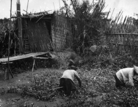 Hanoi-1939-hai-rau-muong-19011401004.jpg