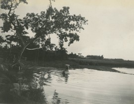 Indochine-Environs-d-Hanoi-Buffles-a-la-baignade-1900-49097438733.jpg