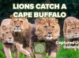 Lions Catch A Cape Buffalo On Camera (Graphic)