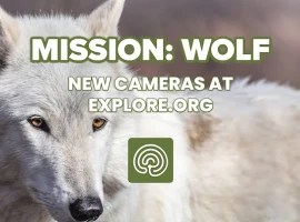 New Cam! Mission: Wolf