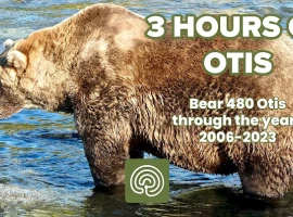 Over 3 Hours of Bear 480 Otis